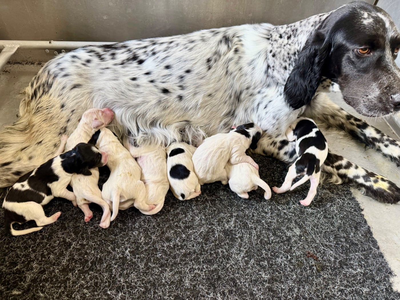 CHIOT 6 - Setter Anglais