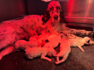 Les chiots de Setter Anglais