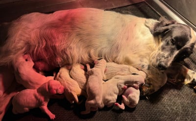 Les chiots de Setter Anglais
