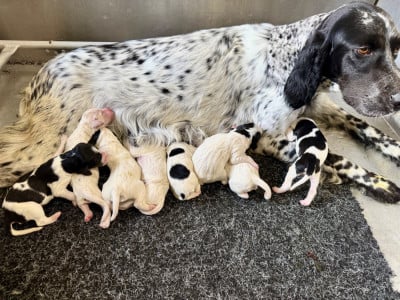 Les chiots de Setter Anglais