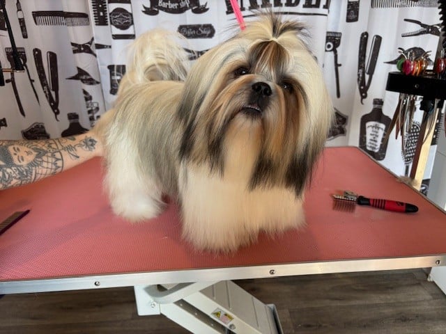 Vangelis des Amours de Pyrène - 1 er EXC en classe Jeune Mâle