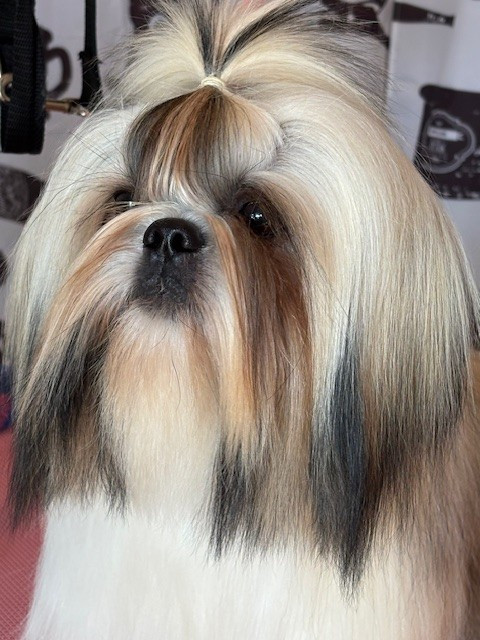 Vangelis des Amours de Pyrène - 1 er Exc en classe Jeune Mâle et CACS Jeune