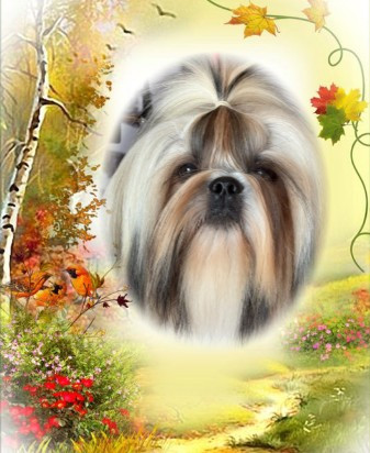 Vangelis des Amours de Pyrène - 3ème EXC en classe Jeune Mâle