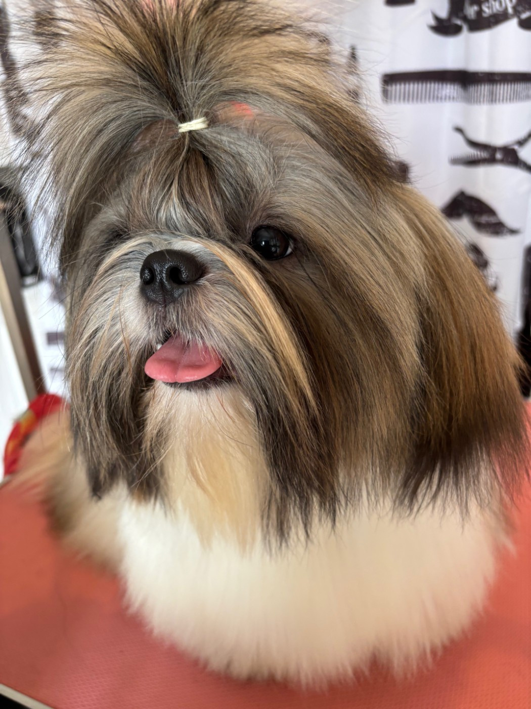 Vanille des Amours de Pyrène - 1 ere EXC en classe Jeune Femelle-Cacs-Jeune