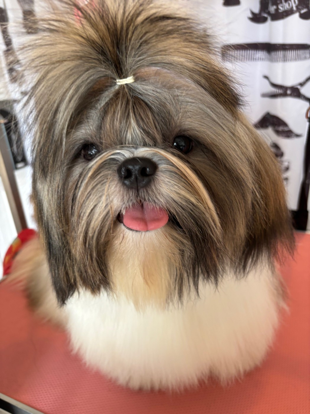 Vanille des Amours de Pyrène - Exc en classe Jeune Femelle