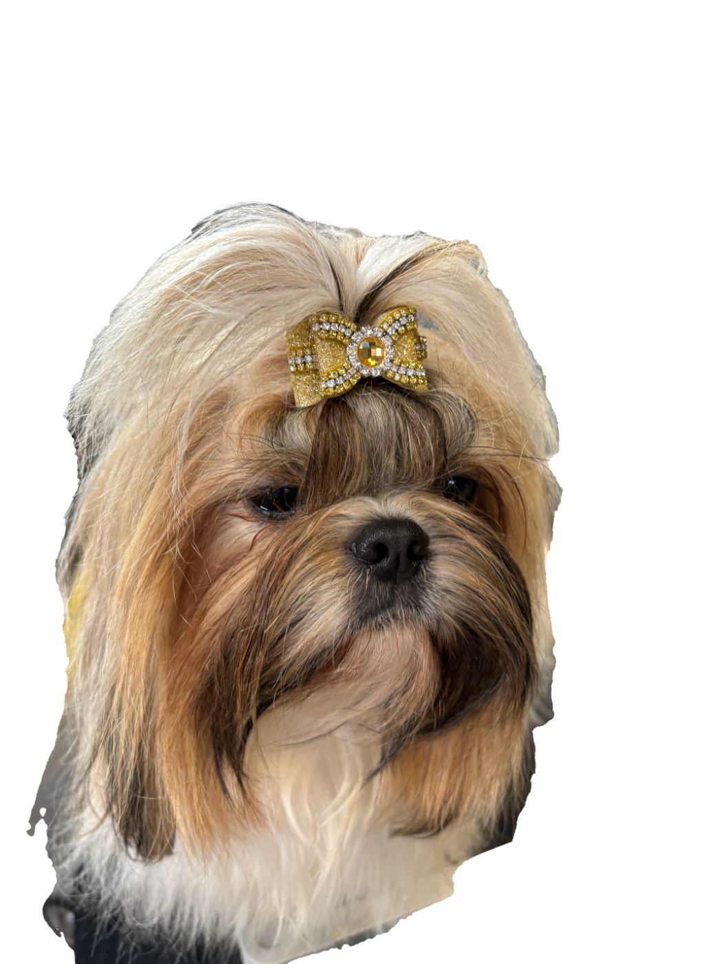 Ulhan des Amours de Pyrène - EXC en classe Ouverte Femelle