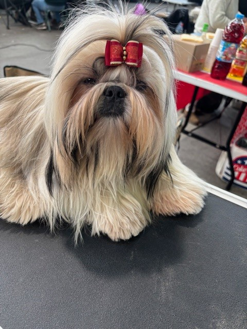 CH. Vangelis des Amours de Pyrène - TB en classe Intermédiairee Mâle