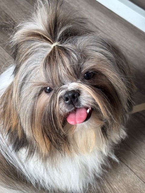 Vanille des Amours de Pyrène - 2ème EXC en classe Jeune Femelle