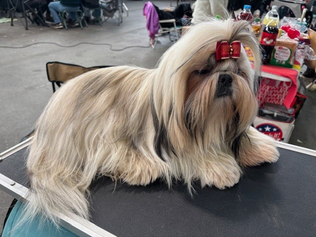 CH. Vangelis des Amours de Pyrène - 2ème EXC en classe intermédiaire Mâle