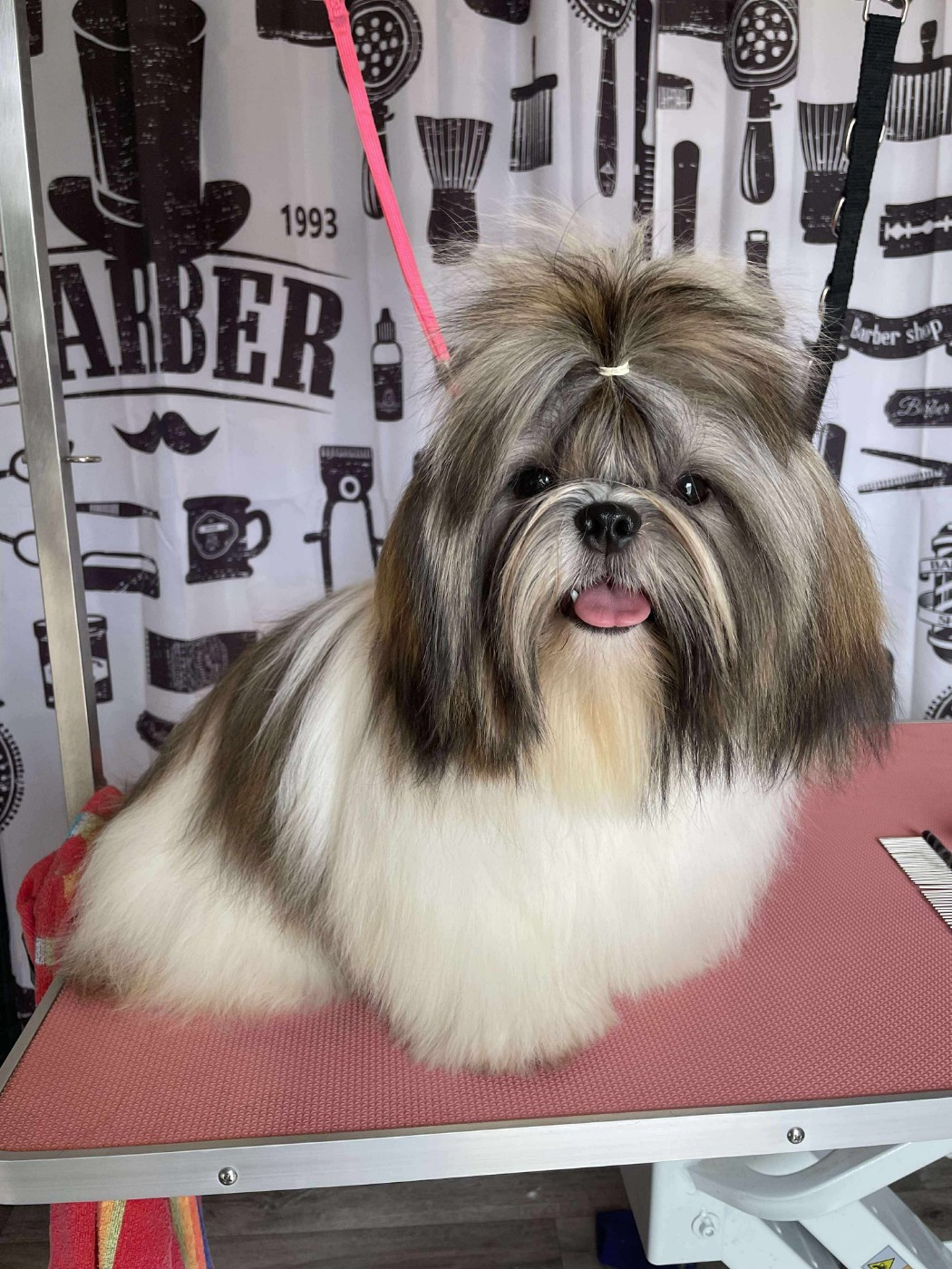 Vanille des Amours de Pyrène - 2ème EXC en classe Jeune Femelle