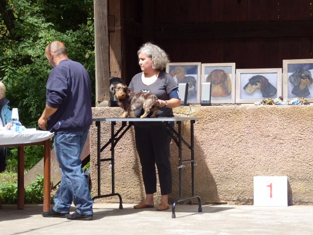 Bonnie di casa mainardi - 2e Excellent classe intermédiaire