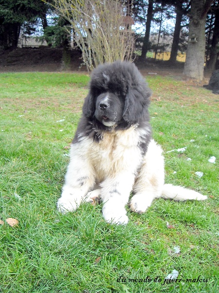 Publication : du Monde de Pierr-Malou Auteur : braymand