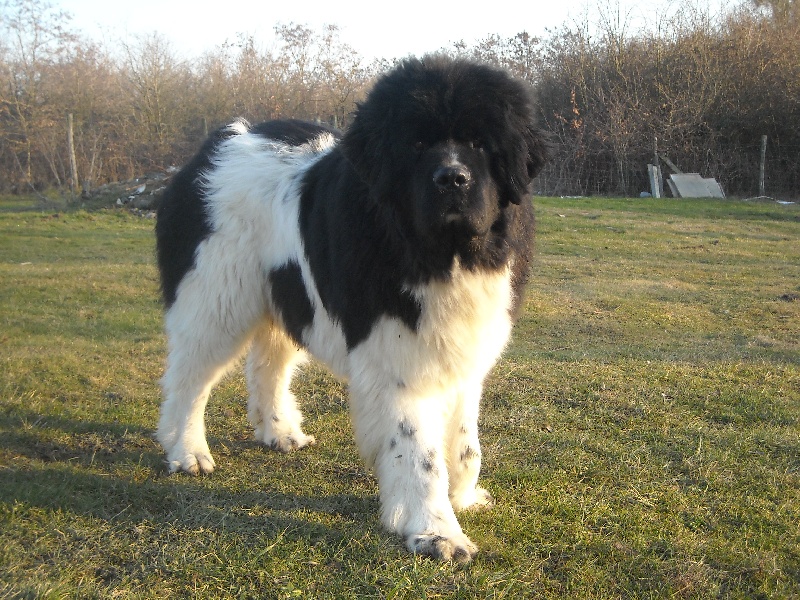 Publication : du Monde de Pierr-Malou Auteur : braymand