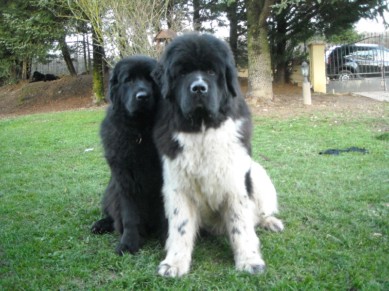 Publication : du Monde de Pierr-Malou Auteur : braymand