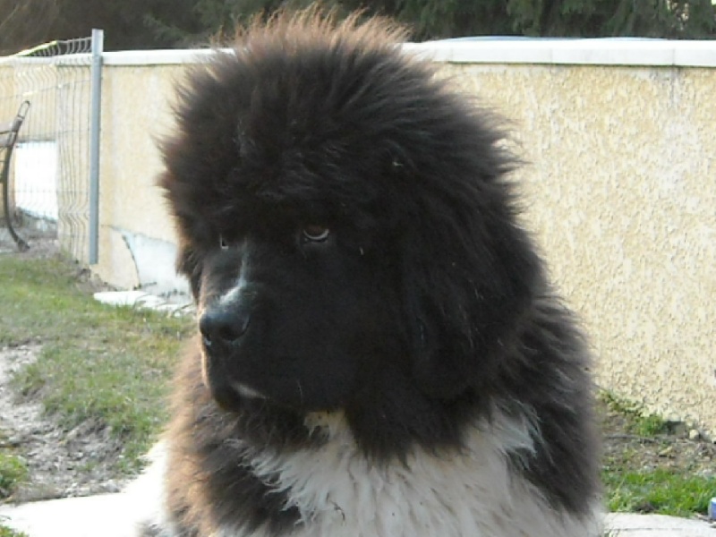 Publication : du Monde de Pierr-Malou Auteur : braymand