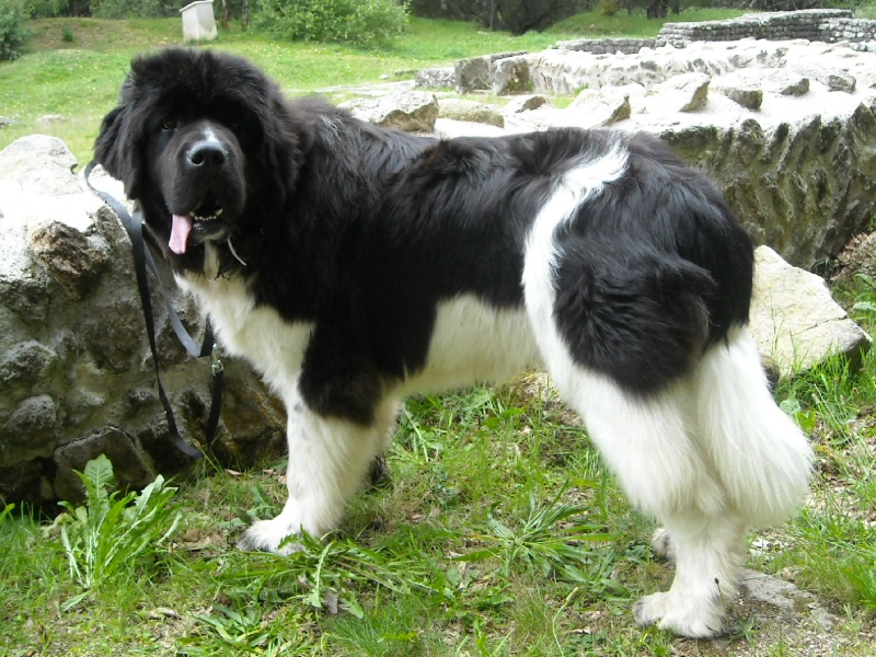 Publication : du Monde de Pierr-Malou Auteur : braymand