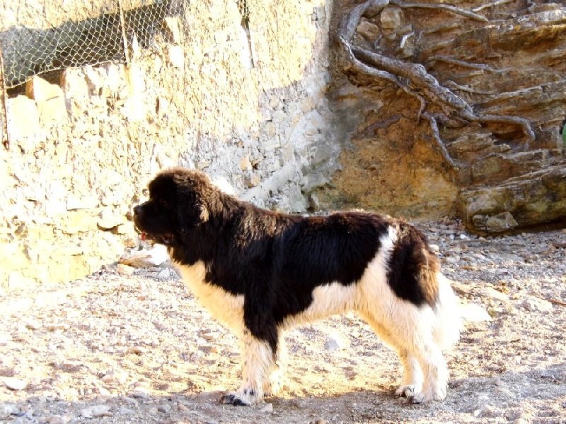 Publication : du Monde de Pierr-Malou Auteur : braymand