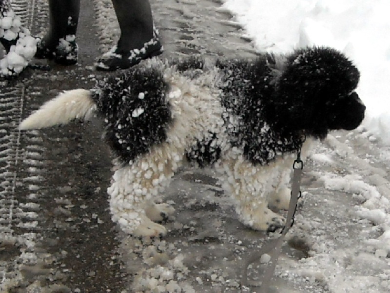 Publication : du Monde de Pierr-Malou Auteur : braymand