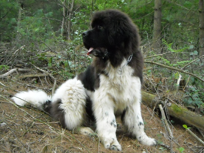 Publication : du Monde de Pierr-Malou Auteur : braymand