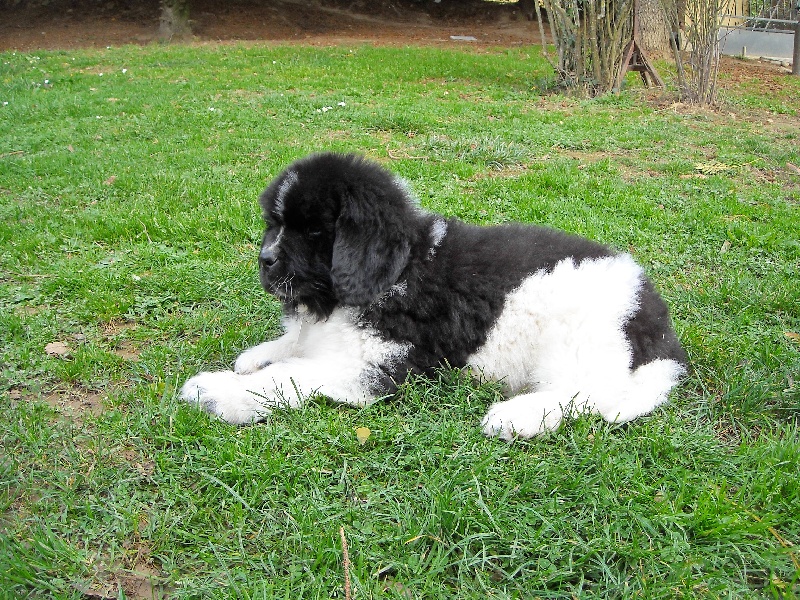 Publication : du Monde de Pierr-Malou Auteur : braymand