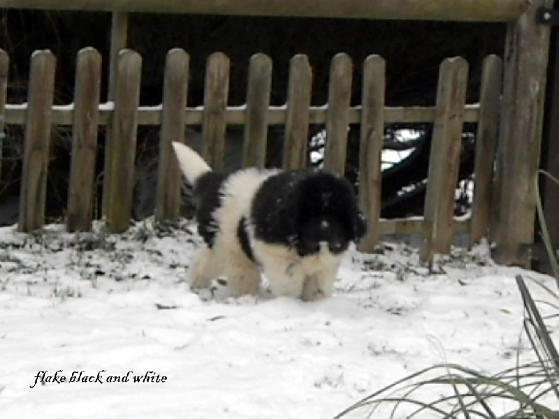 Publication : du Monde de Pierr-Malou Auteur : braymand