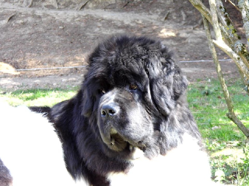 Publication : du Monde de Pierr-Malou Auteur : braymand