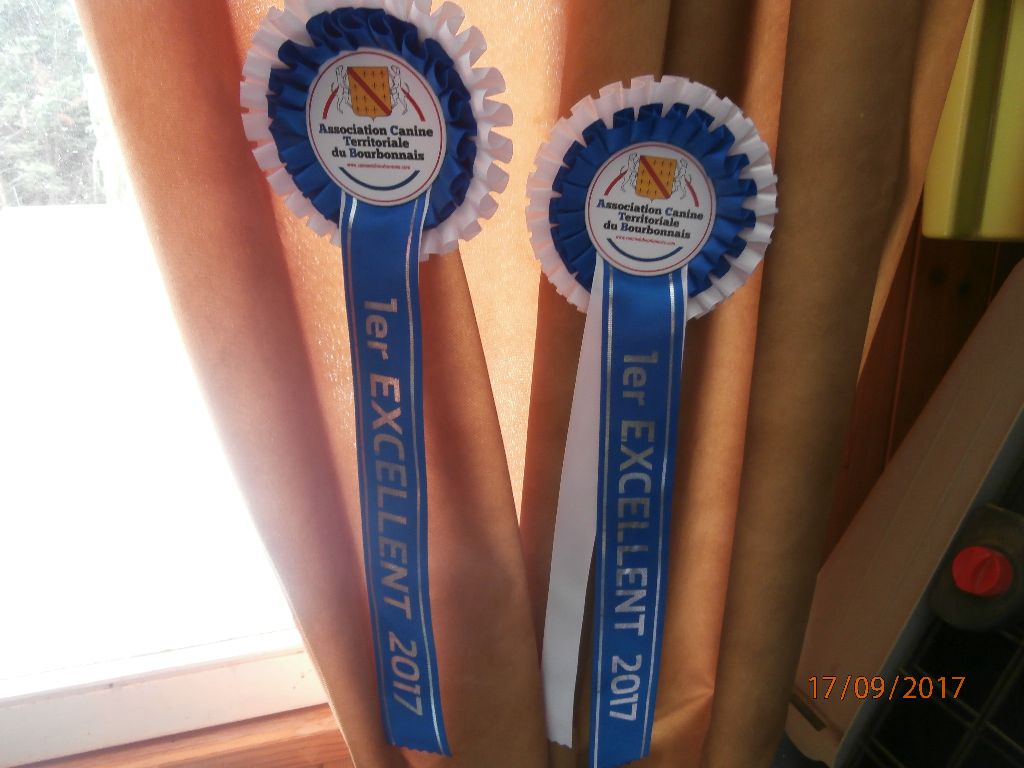 Miss lilou du Monde de Pierr-Malou - 1er excellent classe jeune femelle