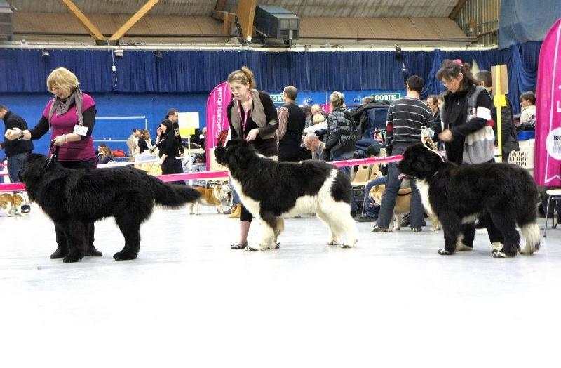 Flake-black-and-white Du puy de vendègre - 1 er EXCELLENT /RCACS/RCACIB en classe intermediaire