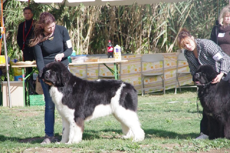 Flake-black-and-white Du puy de vendègre - 3 EM EXELLENT / 20 CHIEN EN OUVERTE