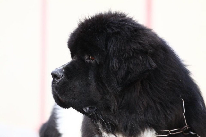 Flake-black-and-white Du puy de vendègre - 1 EX CLASSE INTERMEDIAIRE