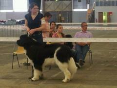 Flake-black-and-white Du puy de vendègre - 1er EXCELLENT + RCACS