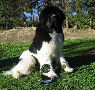 Flake-black-and-white Du puy de vendègre - 1er EXCELLENT + CACS+ BOB + 2ème du groupe 2