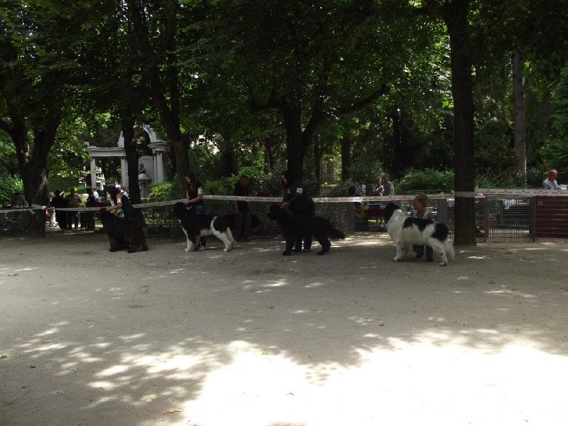 Flake-black-and-white Du puy de vendègre - 2 EX RCACS