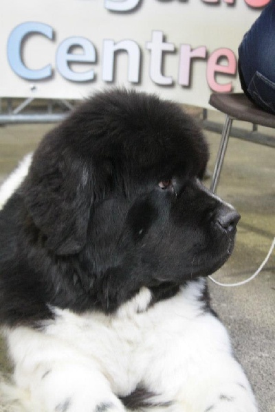 Flake-black-and-white Du puy de vendègre - 2em EX