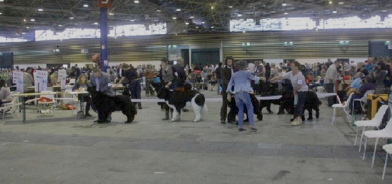 Flake-black-and-white Du puy de vendègre - 2ex classe intermédiaire