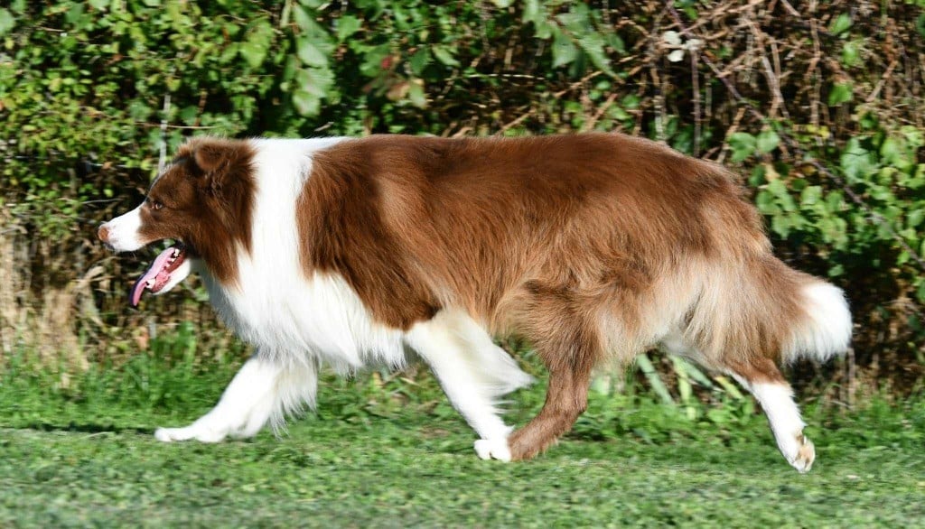 Red son's attraction Des Bergers des Mille et Une Nuit