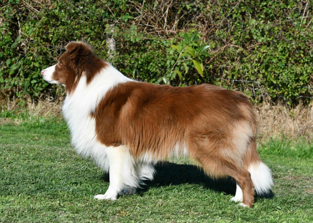 Red son's attraction Des Bergers des Mille et Une Nuit