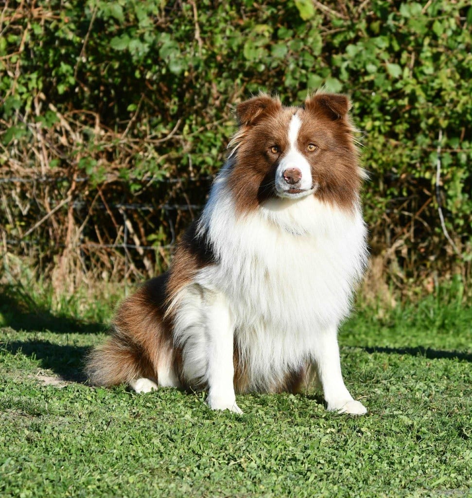 Red son's attraction Des Bergers des Mille et Une Nuit