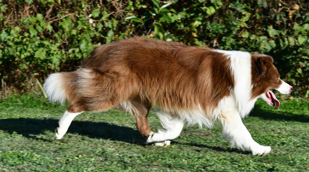 Red son's attraction Des Bergers des Mille et Une Nuit