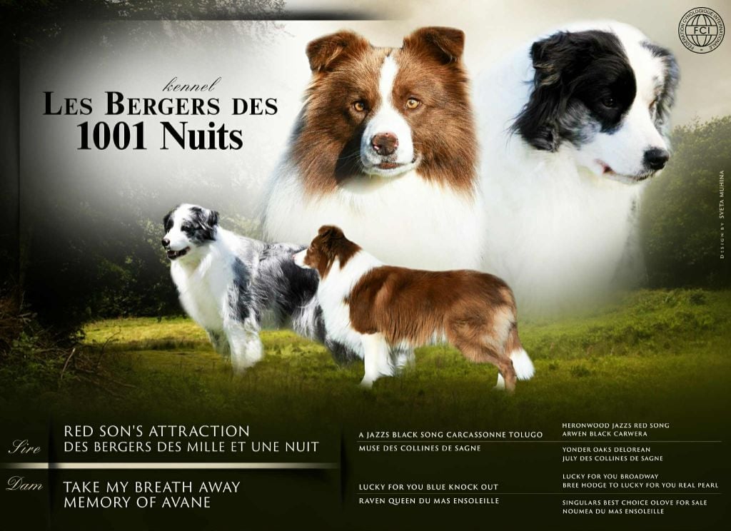 Border Collie - Des Bergers des Mille et Une Nuit