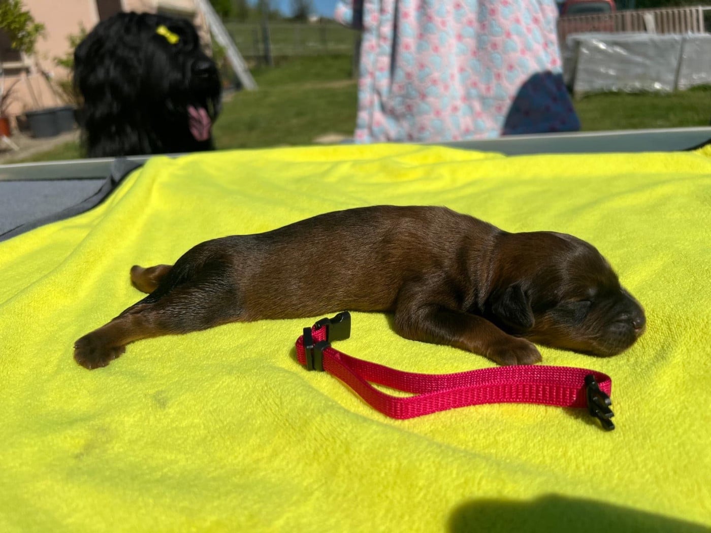 Boo keepsake signature