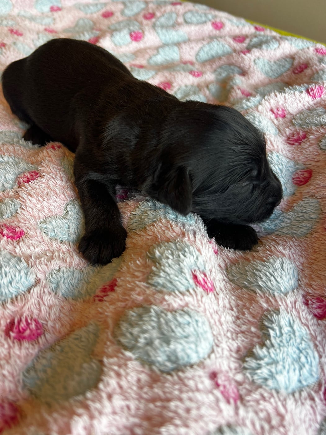 CHIOT 3 - Berger de Brie