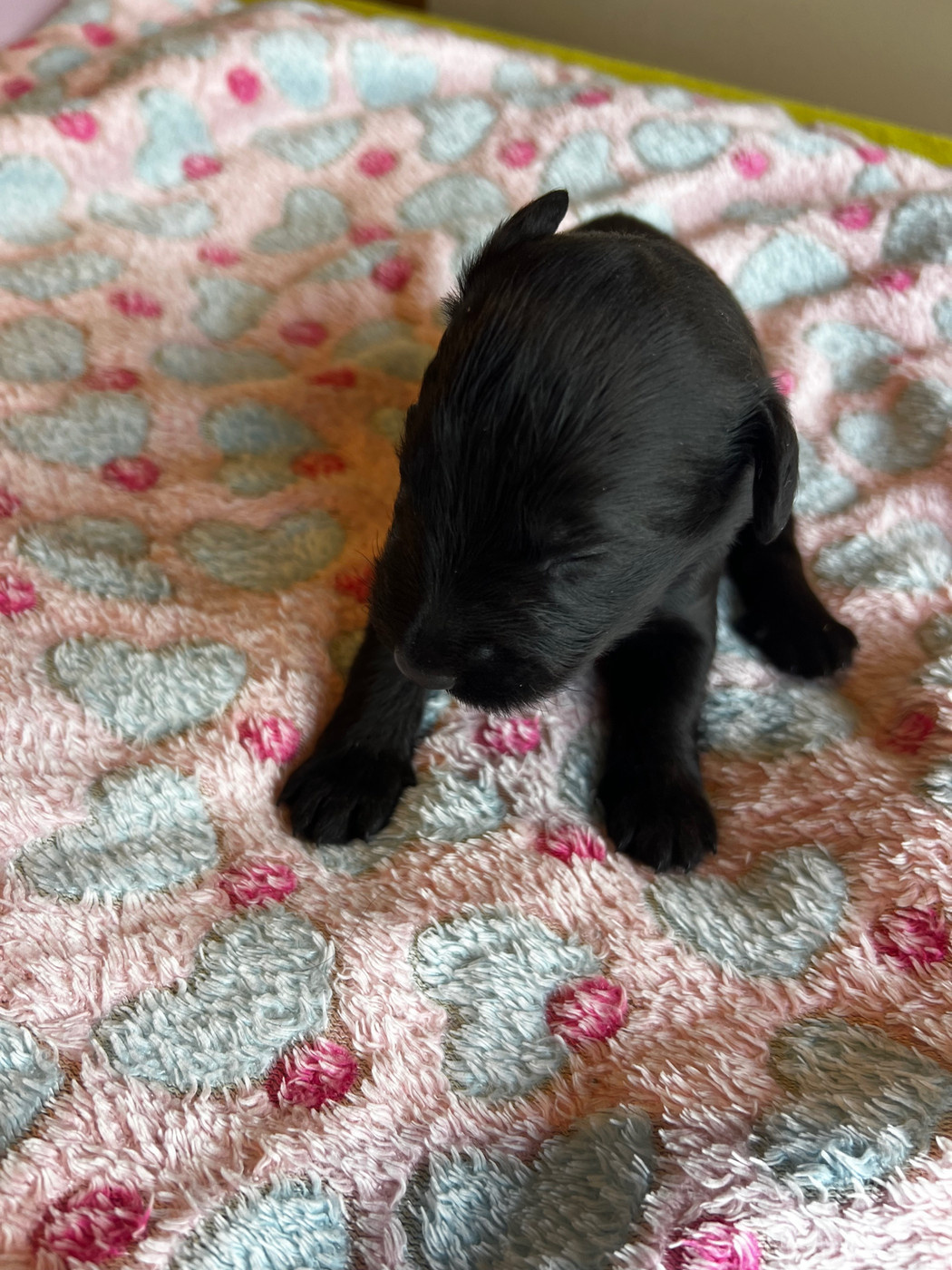 CHIOT 5 - Berger de Brie