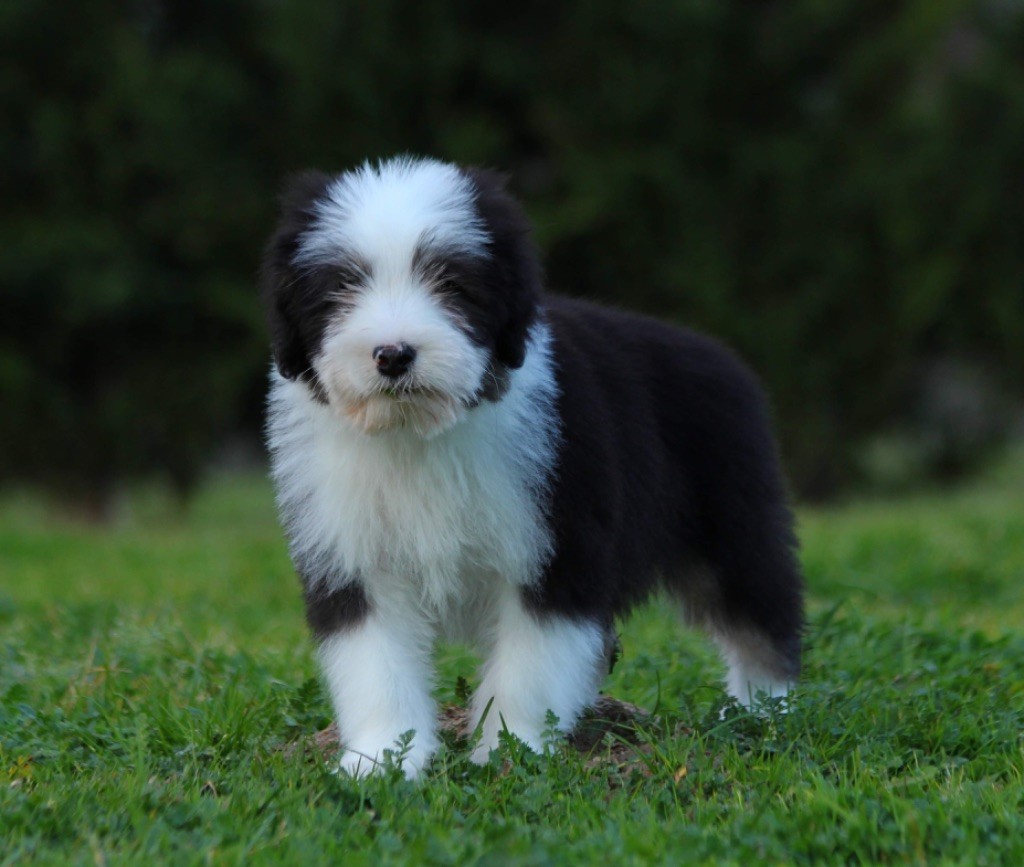 Chiot Elevage des Bergers des 1001 Nuits eleveur de chiens Bearded