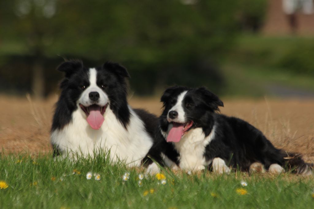 Chiot Elevage des Bergers des 1001 Nuits eleveur de chiens Border