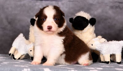 Les chiots de Border Collie