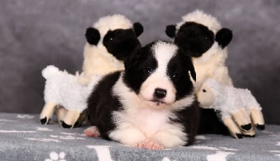 Les chiots de Border Collie