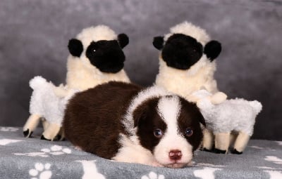 Les chiots de Border Collie