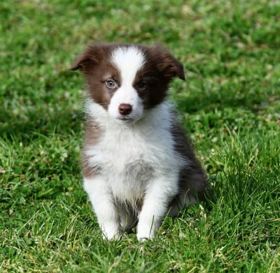 Les chiots de Border Collie