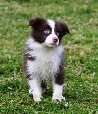 Les chiots de Border Collie